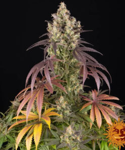 Lemon Cherry Gelato — изображение 2