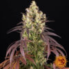 Lemon Cherry Gelato Barneys Farm Seeds