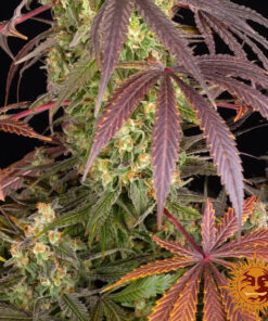 Lemon Cherry Gelato — изображение 3