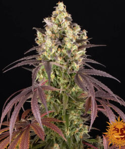 Lemon Cherry Gelato Barneys Farm Seeds