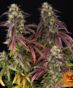 Lemon Cherry Gelato — изображение 4