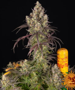 Lemon Cherry Gelato — изображение 5