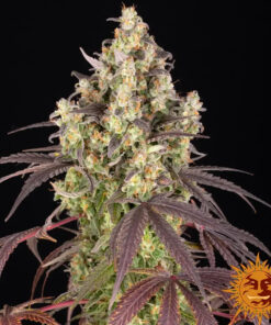 Lemon Cherry Gelato — изображение 6