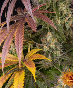 Lemon Cherry Gelato — изображение 7