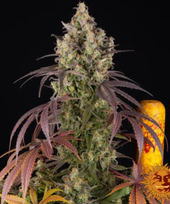 Lemon Cherry Gelato — изображение 8