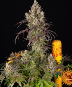 Lemon Cherry Gelato — изображение 9