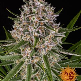 Lemon Haze Auto Barne's Farm Seeds