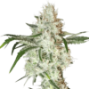 Lemon OG SuperSativaSeedClub