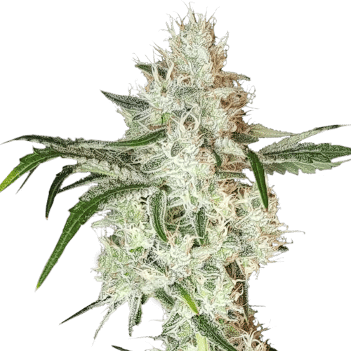 Lemon OG SuperSativaSeedClub