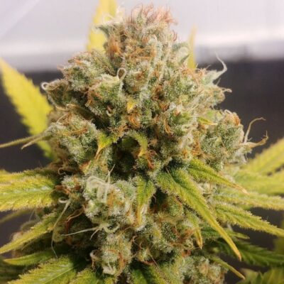 Lemon Z Dutch Passion Seeds