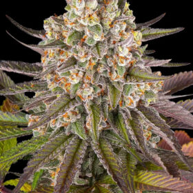 Limoncello Barneys Farm Seeds