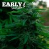 Lord Kush Early Version Delicious Seeds