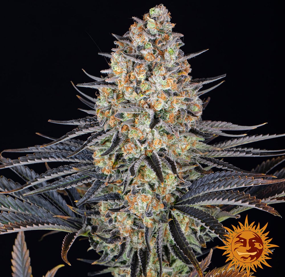 LSD Barneys Farm Seeds