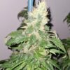 Marula Fruit Regular Royal Queen Seeds