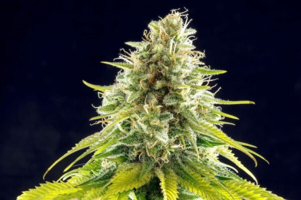 Mataro Blue Kannabia Seeds