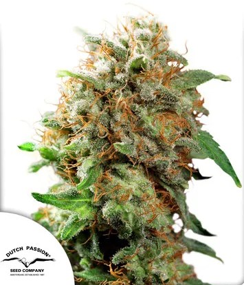 Mazar regular Dutch Passion Seeds