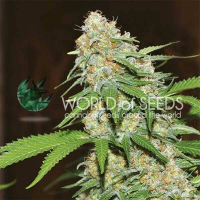 Mazar x White Rhino WorldOfSeeds