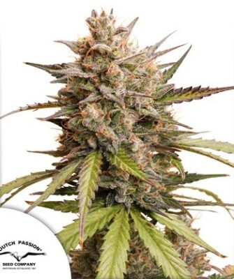 Melonade Runtz Auto Dutch Passion Seeds