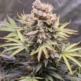 Mimosa Royal Queen Seeds