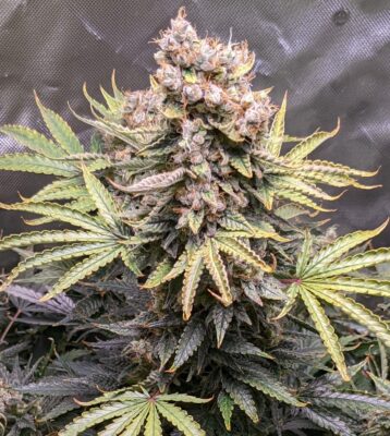 Mimosa Royal Queen Seeds