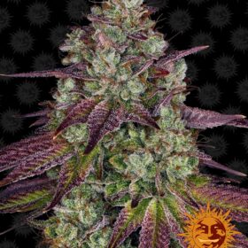 Mimosa EVO Barneys Farm Seeds