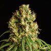 Mimosa Dream Kannabia Seeds