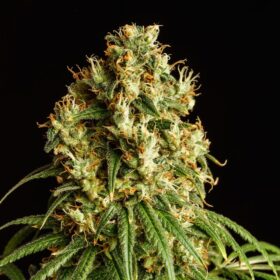 Mimosa Dream Kannabia Seeds