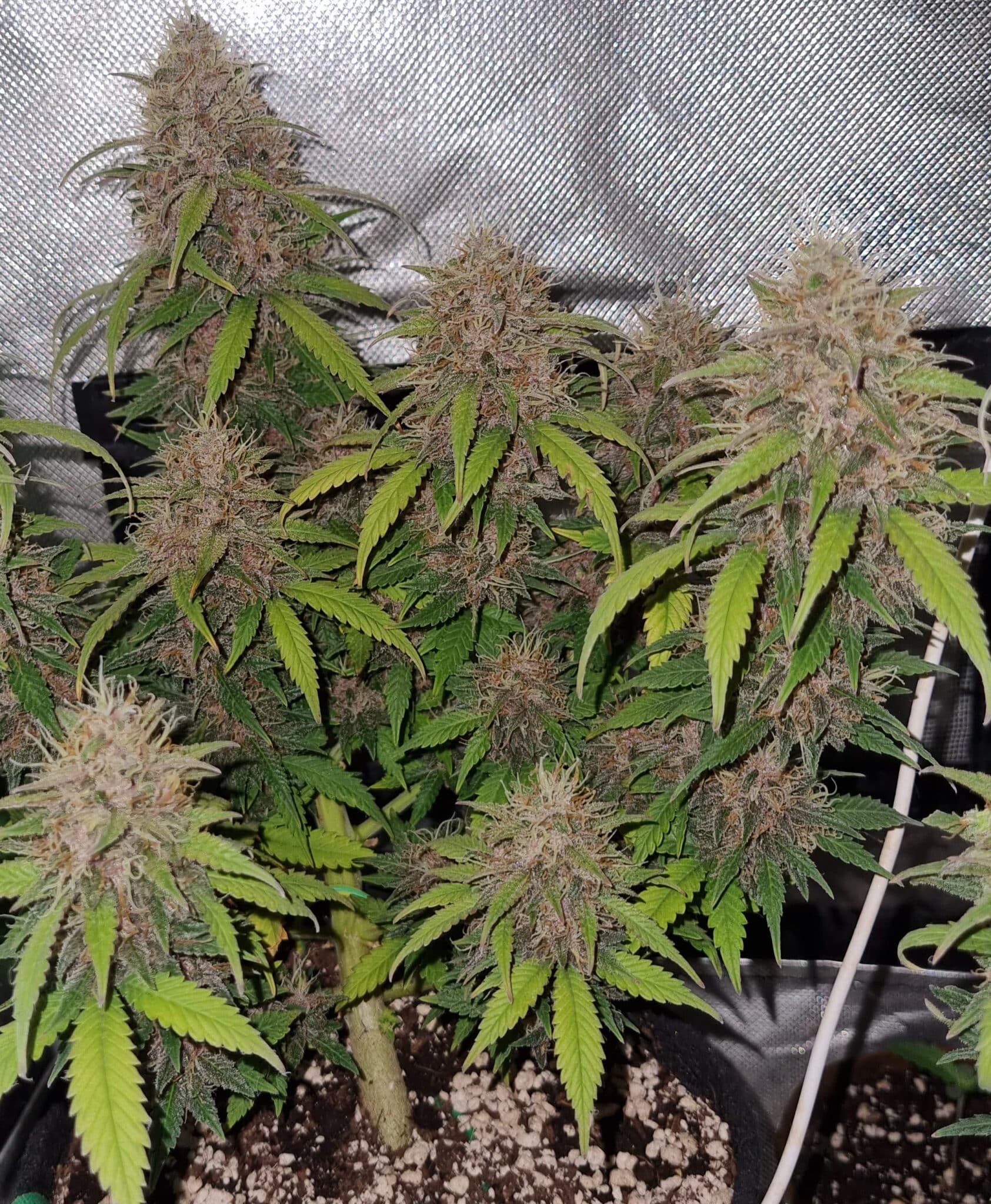 Mimosa Punch Auto