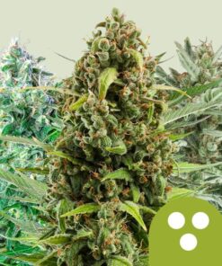 Auto Mix Royal Queen Seeds