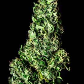 Moby Dick Kannabia Seeds