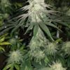 Mokum’s Tulip Dutch Passion Seeds