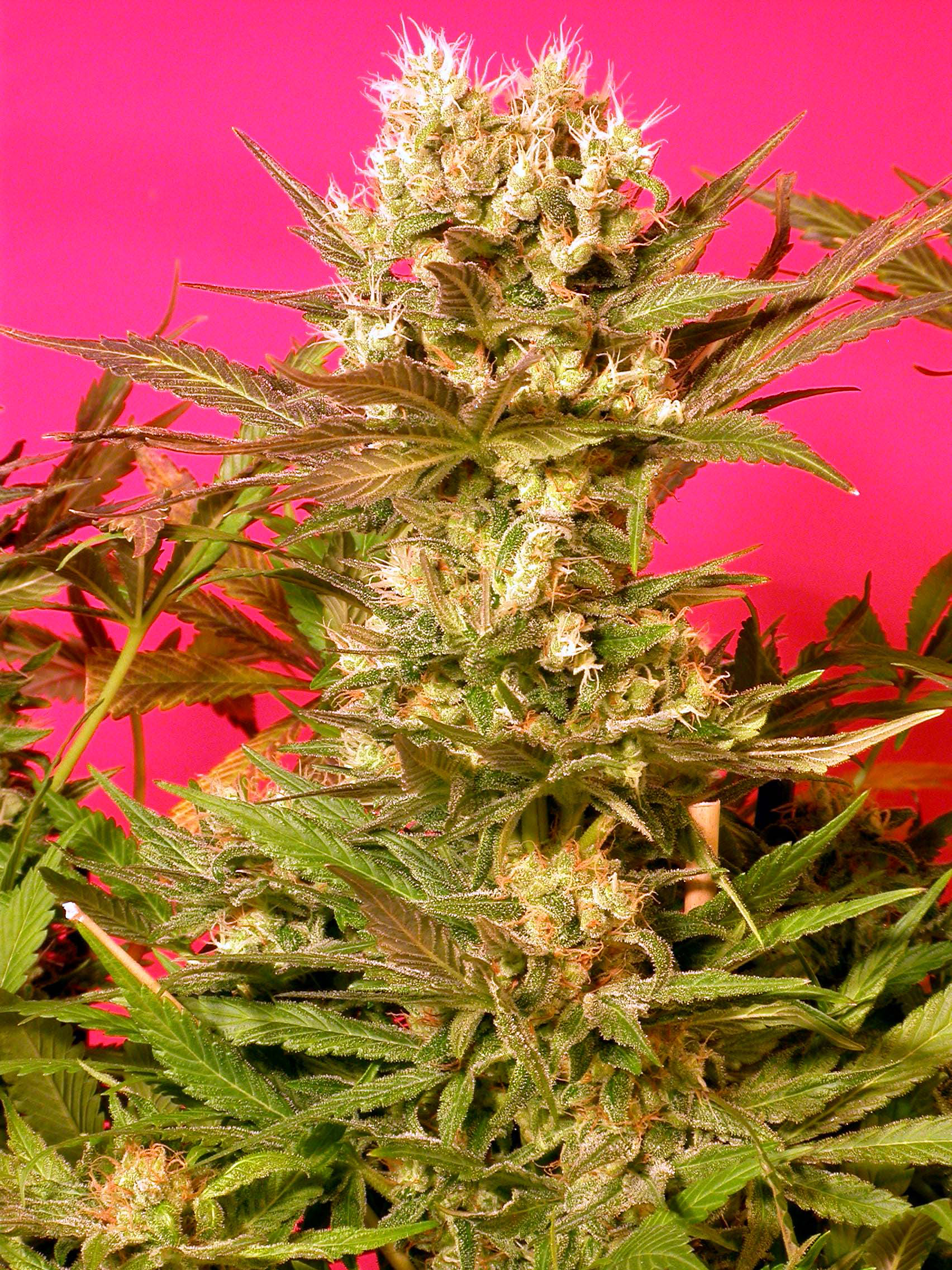 Motavation SeriouSeeds