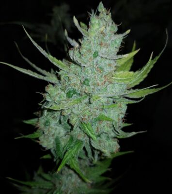 Mother Gorilla Royal Queen Seeds
