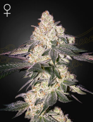 Moweeto Green House Seeds