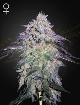 Nori Cake Green House Seeds