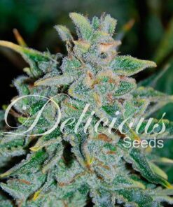 Northern Light Blue Auto Delicious Seeds