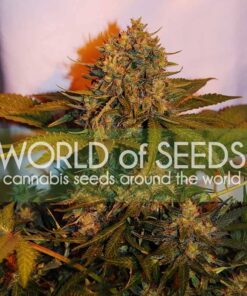 Northern Lights x Big Bud Ryder Auto WorldOfSeeds