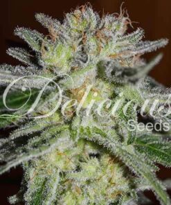 Northern Light Blue Delicious Seeds