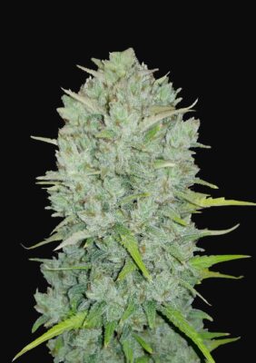 Mimosa Cake Auto Fast Buds Seeds
