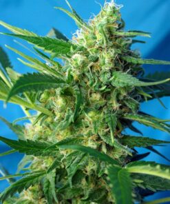 NYC Diesel Auto Sweet Seeds