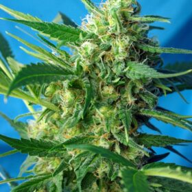NYC Diesel Auto Sweet Seeds