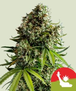 NYC Sour D Auto Tyson x Royal Queen Seeds