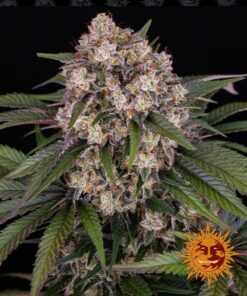 OG Kush Auto Barneys Farm Seeds