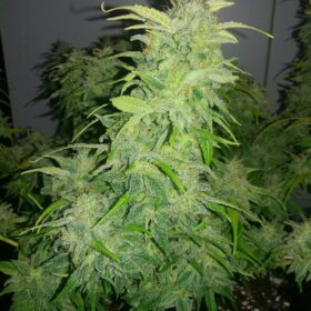 Orange Bud Dutch Passion Seeds
