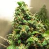 Orange Hill Special regular Dutch Passion Seeds