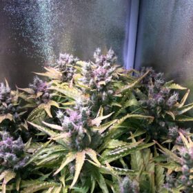 Orange Hill Special Dutch Passion Seeds