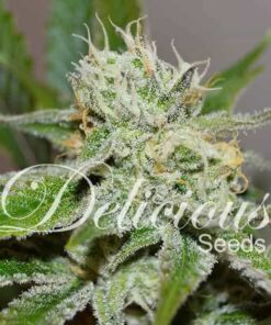 Original Juan Herer Delicious Seeds