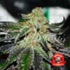 Original Juan Herer Regular Delicious Seeds