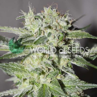Pakistan Valley WorldOfSeeds