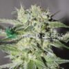 Pakistan Valley regular WorldOfSeeds